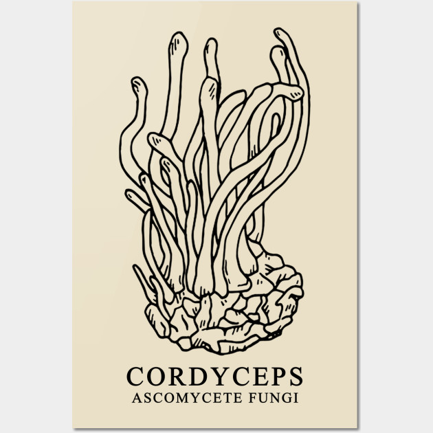 Cordyceps Ascomycete Fungi